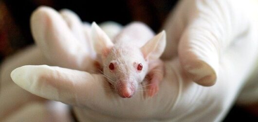 Animal Testing: Necessary Evil or Outdated Practice?