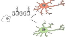 Stem Cell Research Pros and Cons