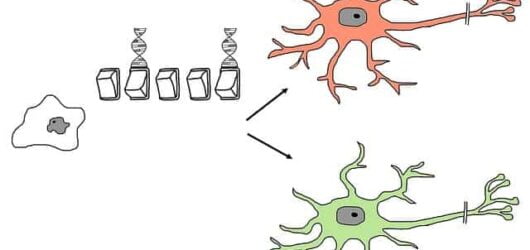 Stem Cell Research: Medical Miracle or Ethical Challenge?