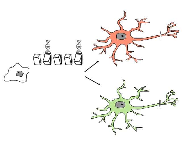 Stem Cell Research Pros and Cons