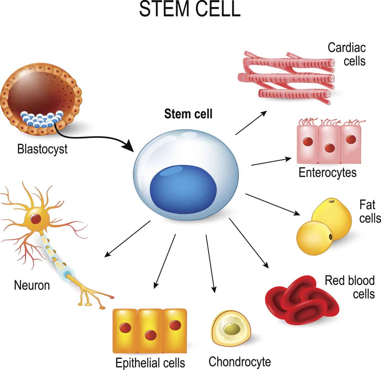 what are stem cells