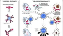 Difference Between Humoral and Cell Mediated Immunity