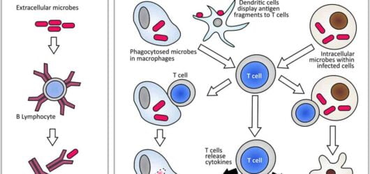 Humoral vs. Cell-Mediated Immunity: Key Differences Explained