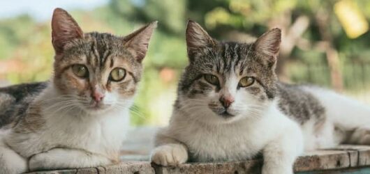 Is a Male or Female Cat Right for Your Home? Let’s Find Out!